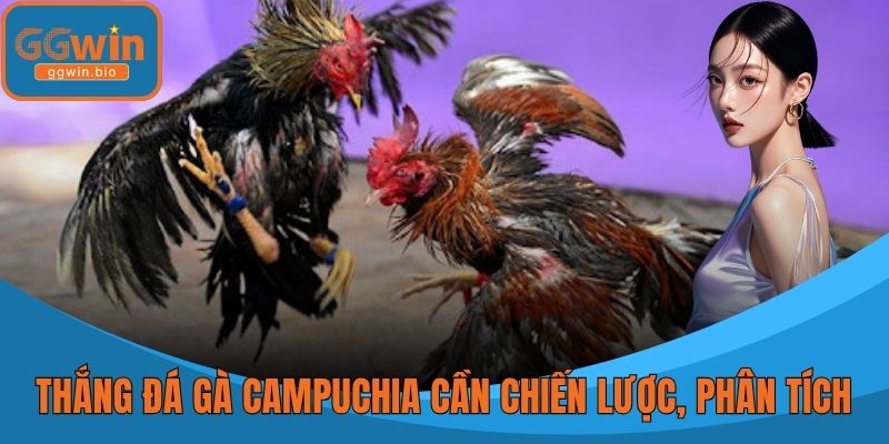 Thắng Đá gà Campuchia cần chiến lược, phân tích, kỷ luật